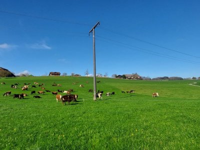 Gras sehr ergiebig, Weideanteil steigend