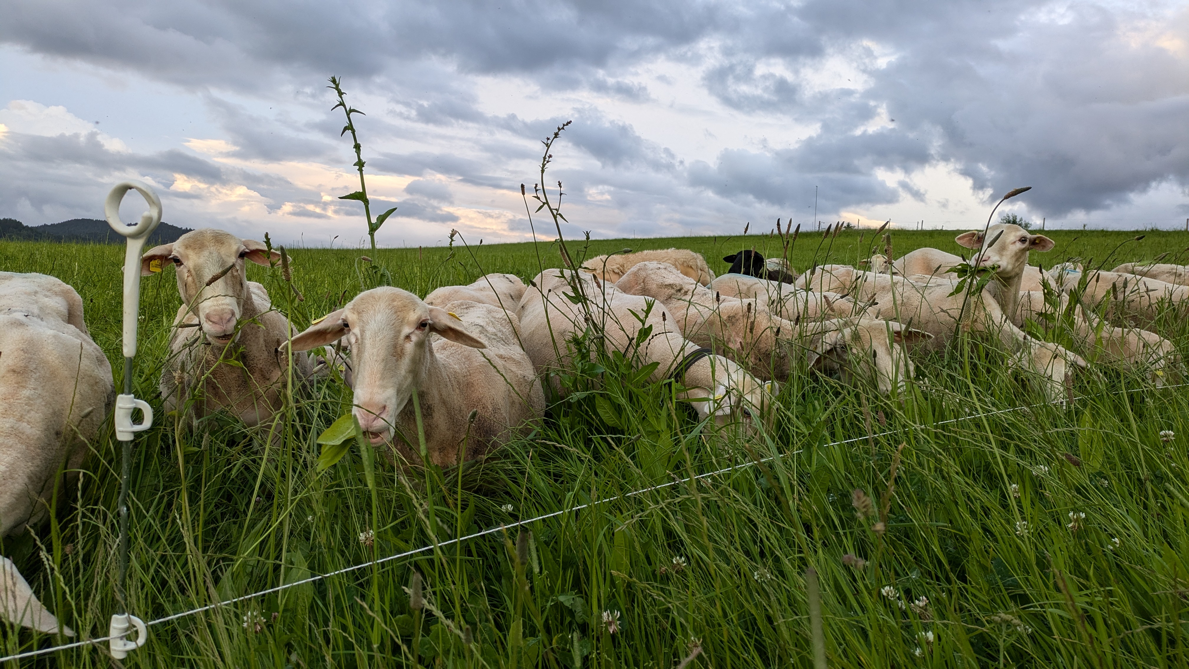 2024-06-21_Riedackerhof_MobGrazing_MischungIGWeidemilch